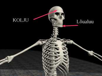 Tugielundkond - lihased powerpoint #3