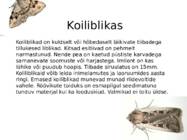 Liblikad-nende levik ja liigid #11