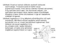 Liblikad-nende levik ja liigid #3