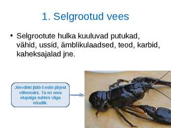 Loomade kohastumused eluks vees #2