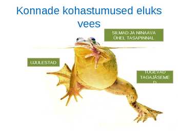 Loomade kohastumused eluks vees #16