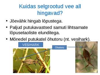 Loomade kohastumused eluks vees #3