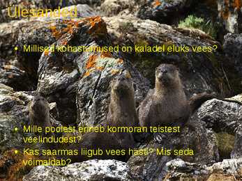 Loomade kohastumused eluks vees #23