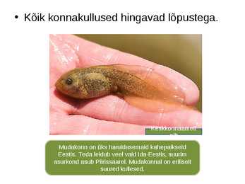 Loomade kohastumused eluks vees #10