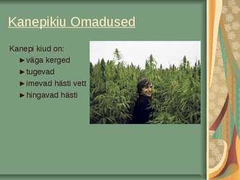 Lina- ja Kanepikiud #7