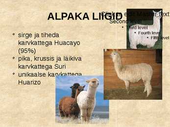 Alpaka #4