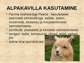 Alpaka #9