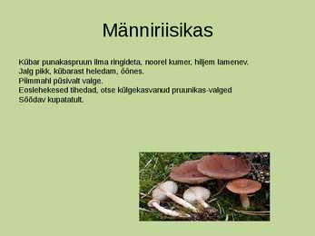 Seeneretk riisikad eestis #12