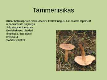 Seeneretk riisikad eestis #14