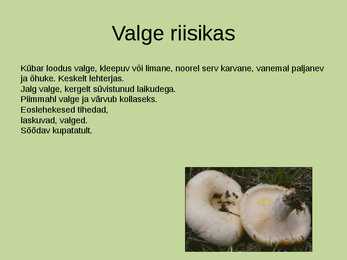 Seeneretk riisikad eestis #15