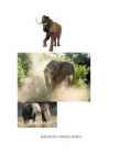 Elephant #2