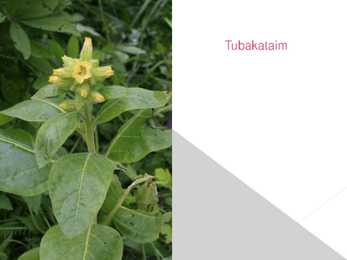 Alkaloidid #8