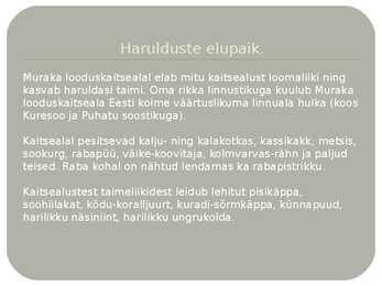 Muraka looduskaitseala #4