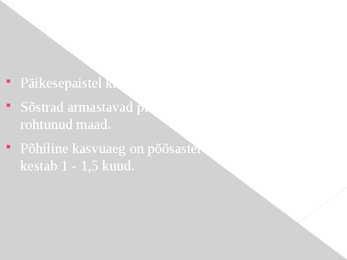 Valge sõstar #3
