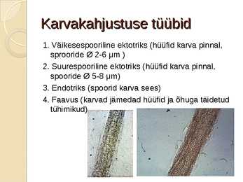 Juustega kaetud peanaha dermatofüütia #5