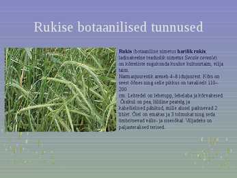 Rahvuslik toidukultuur #20