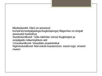 Koibik #5