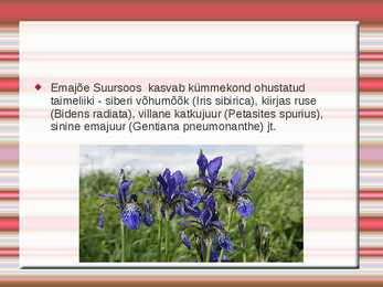 Emajõe-Suursoo kaitseala #5
