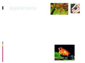 Poison dart frog #3