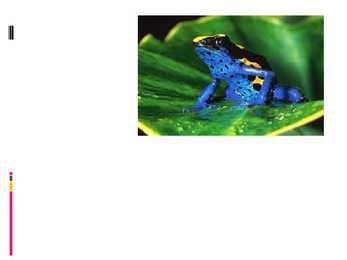 Poison dart frog