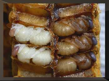 Mesilase esitlus #15