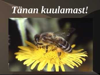Mesilase esitlus #19