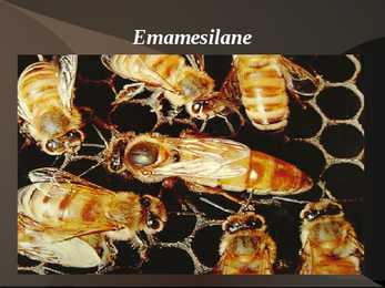 Mesilase esitlus #7