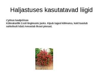 Haljastuses kasutavate taksonite määramine sugukonnas liblikõielised #14