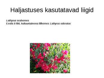 Haljastuses kasutavate taksonite määramine sugukonnas liblikõielised #16