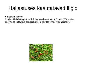Haljastuses kasutavate taksonite määramine sugukonnas liblikõielised #18
