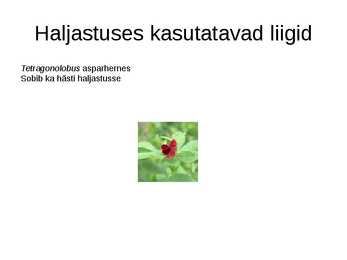 Haljastuses kasutavate taksonite määramine sugukonnas liblikõielised #20