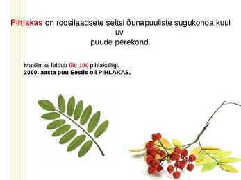 Pihlakas #3