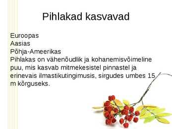 Pihlakas #4