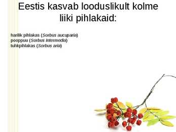 Pihlakas #5