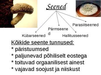 Seened #4