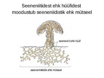 Seened #6