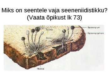 Seened #7