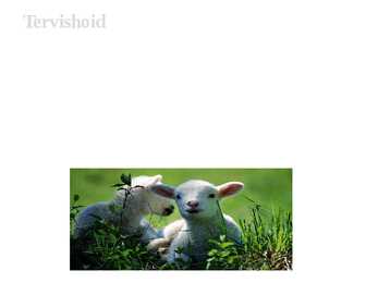 Lambakasvatus #4