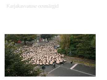 Lambakasvatus #6