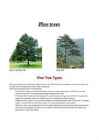 Pine trees
