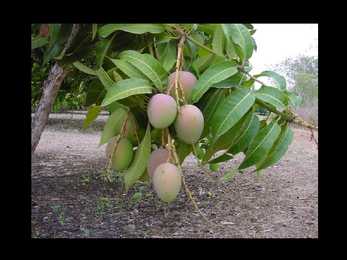 Mango #11