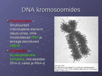 DNA ja RNA #12