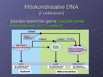 DNA ja RNA #19