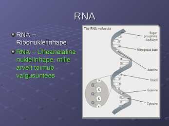 DNA ja RNA #23