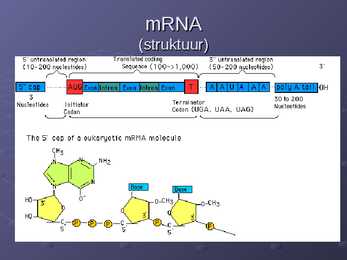 DNA ja RNA #27