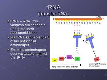 DNA ja RNA #28