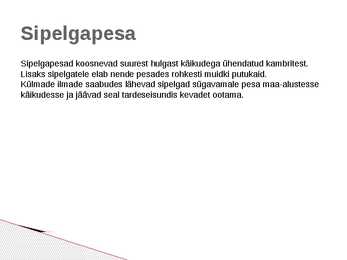 Sipelgas Formicidae #5