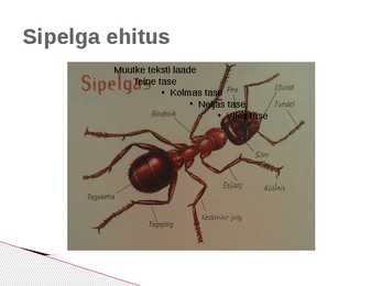 Sipelgas Formicidae #7