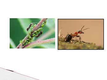 Sipelgas Formicidae #9