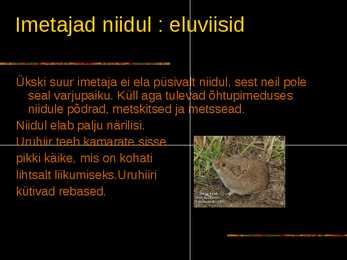 IMETAJAD NIIDUL #4